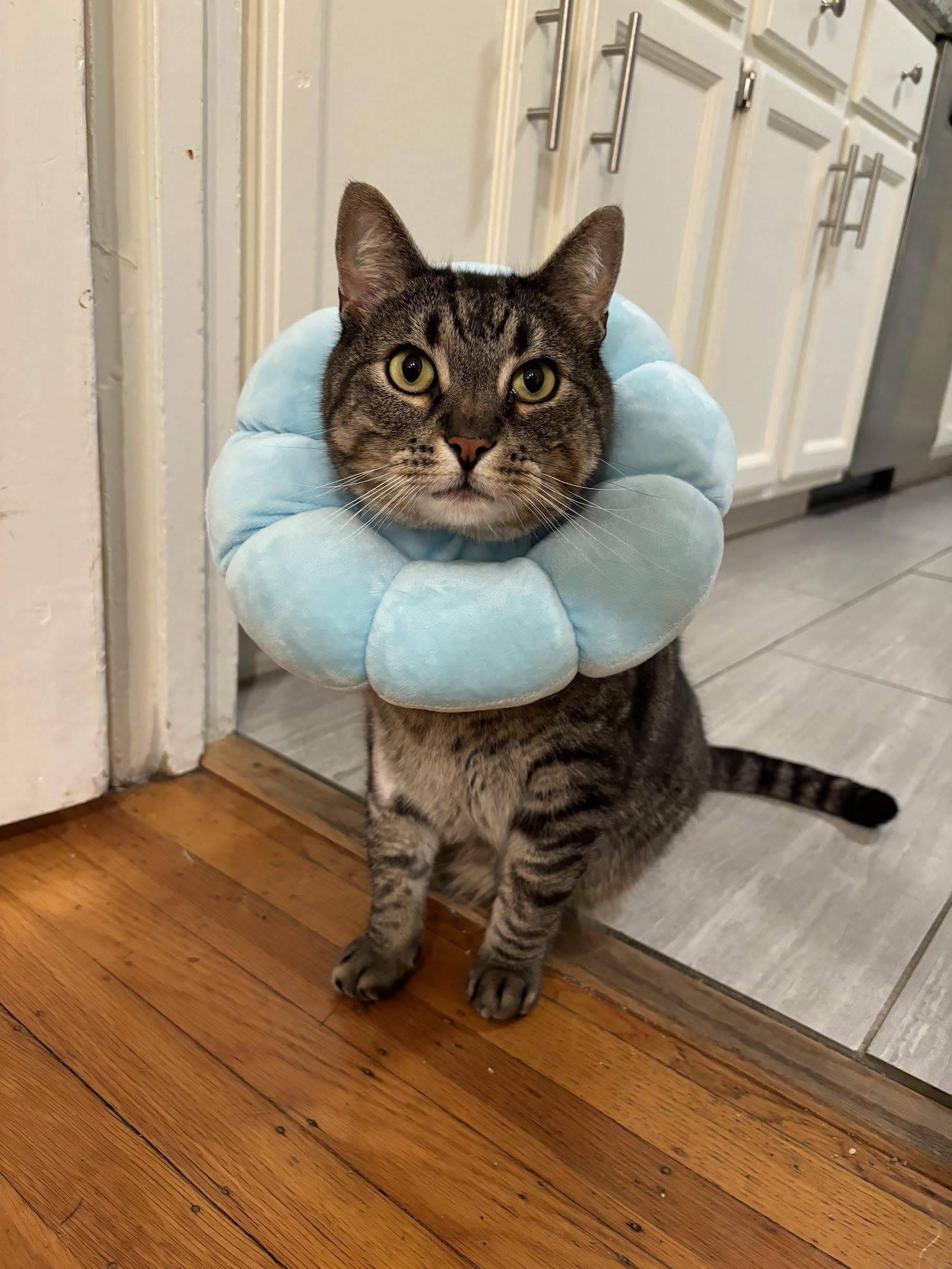 Mr. Rogers being adorable