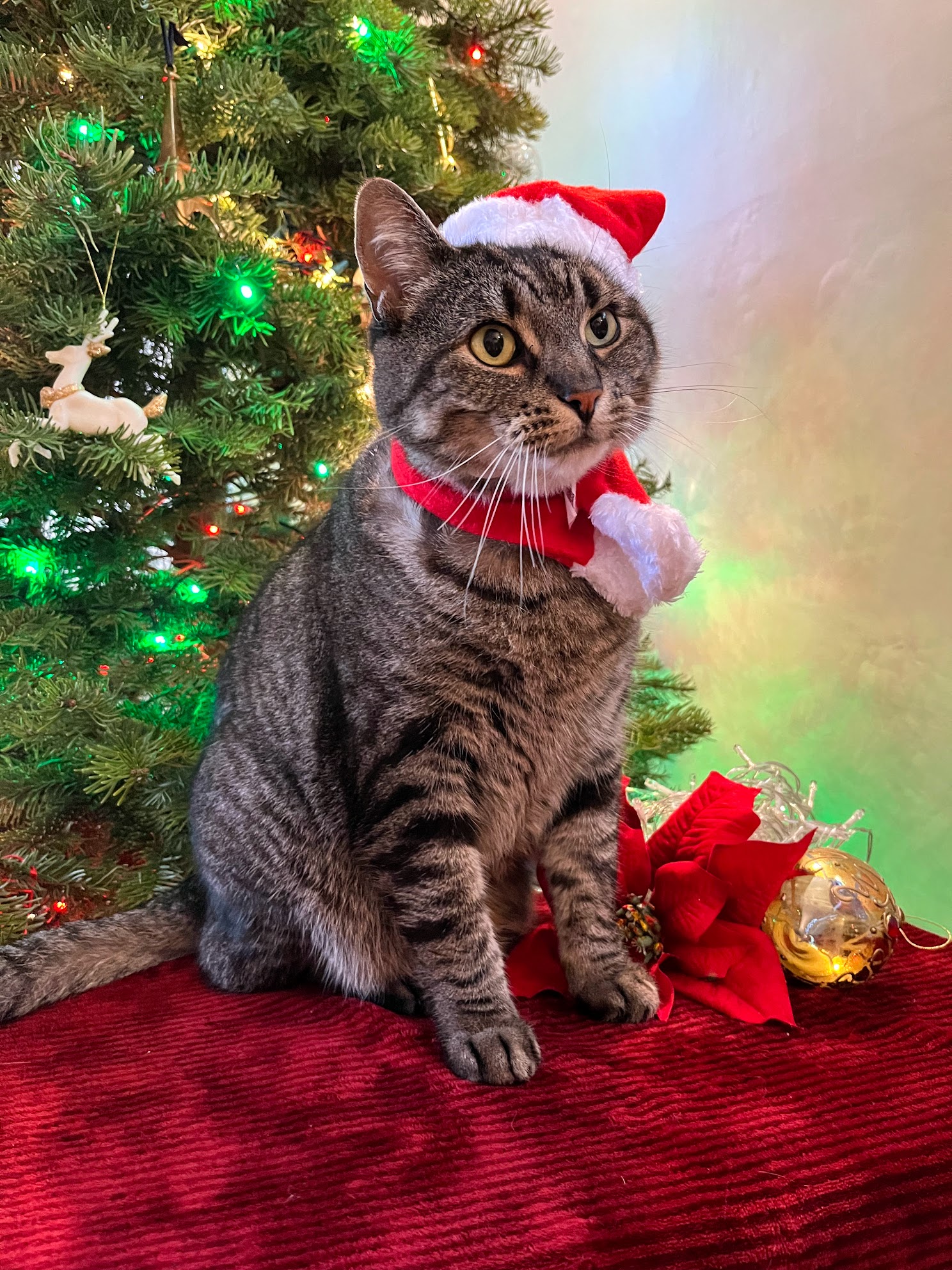 Mr. Rogers exploring