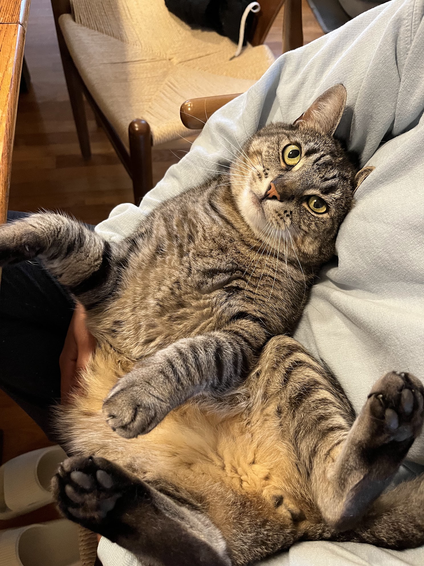 Mr. Rogers being curious